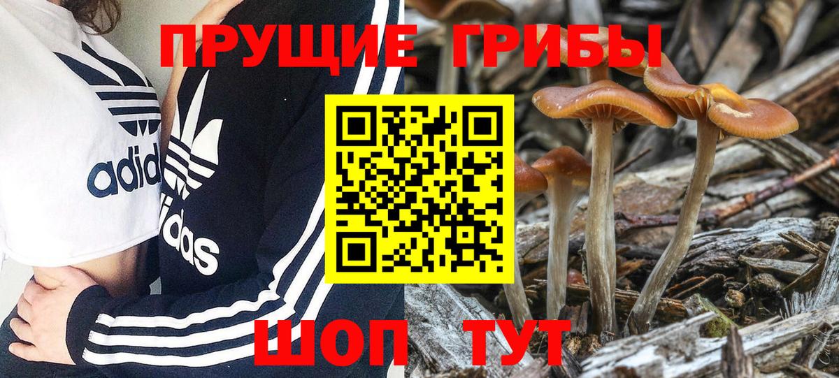как найти   Галлюциногенные грибы GOLDEN TEACHER  Звенигород  Вход с VPN  Галлюциногенные грибы Cubensis 