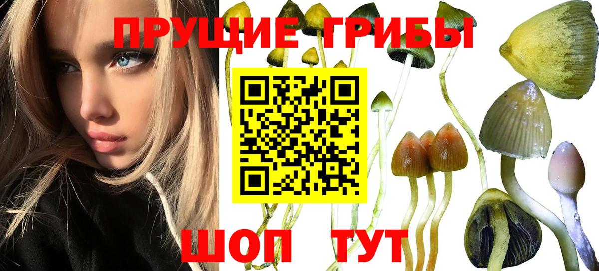 Галлюциногенные грибы Cubensis Звенигород